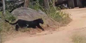 Let us save the black tiger that has surfaced from Yala…