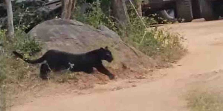 Let us save the black tiger that has surfaced from Yala…