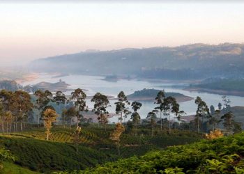 Emirates Skywards partners with Dilmah Tea to offer members exclusive tea-inspired experiences