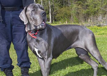 Cruelty of a dog breeder costs him his life.