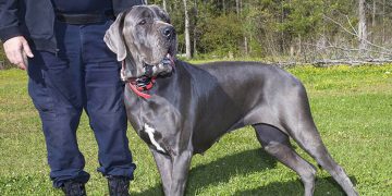 Cruelty of a dog breeder costs him his life.