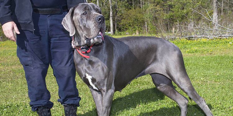 Cruelty of a dog breeder costs him his life.