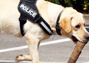 A police dog sniffs its way into an army camp! Karandeniya new year’s day murder investigation takes a new turn! 36 T 56 weapons were taken into police custody from the camp!