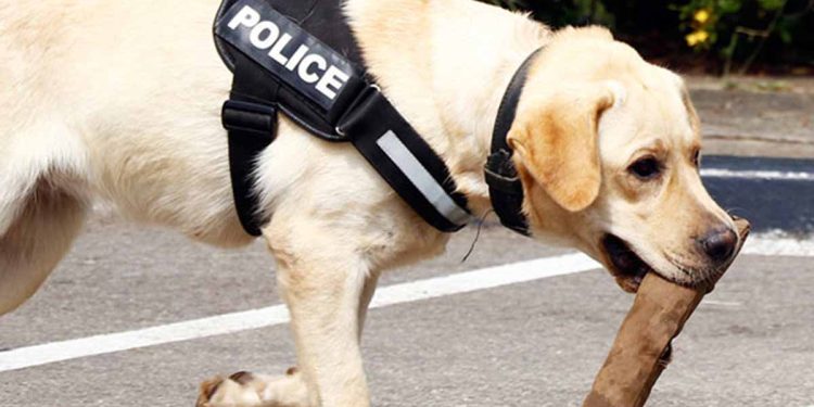 A police dog sniffs its way into an army camp! Karandeniya new year’s day murder investigation takes a new turn! 36 T 56 weapons were taken into police custody from the camp!