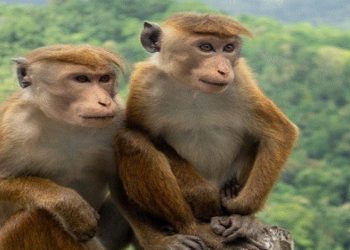Strong International opposition to Sri Lanka’s ‘Monkey’ export move has begun!
