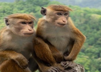 Sri Lanka  plans to export monkeys to China.