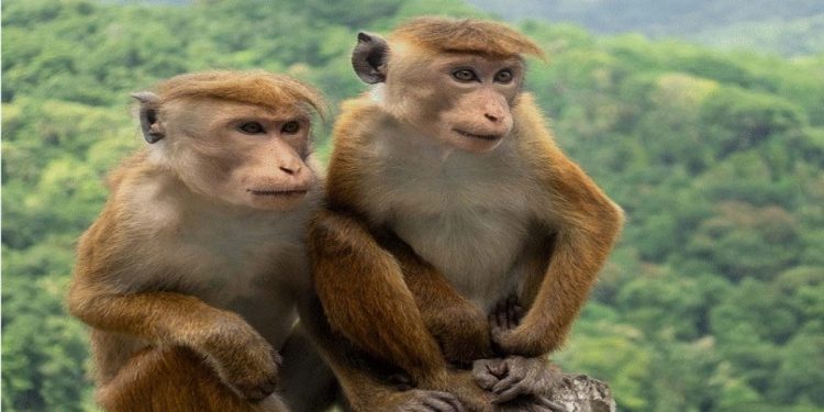 Sri Lanka plans to export monkeys to China.