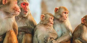According to Venerable Pahiangala Ananda Sagara Thero,100,000,000 monkeys to China is a multi-million dollar scam.