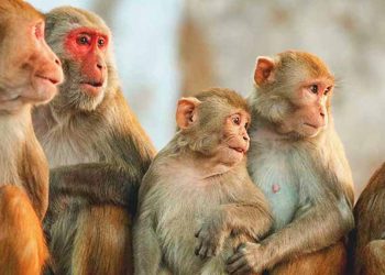 SL sends monkeys to China to supply live monkey brains for the expensive food recipe there? Nayanaka Ranwala questions the minister? VIDEO