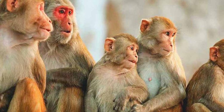 SL sends monkeys to China to supply live monkey brains for the expensive food recipe there? Nayanaka Ranwala questions the minister? VIDEO