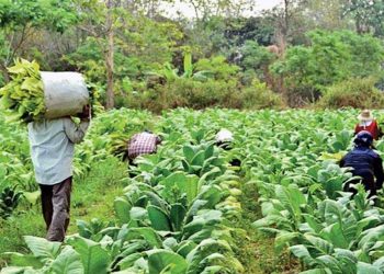 Tobacco farmers sidelined by policy; wider fallout not considered