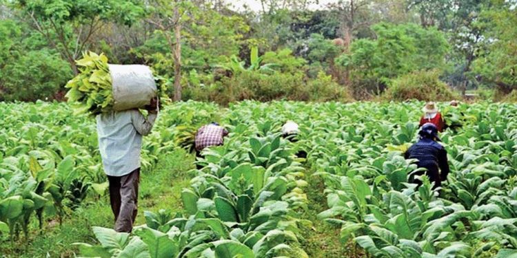 Tobacco farmers sidelined by policy; wider fallout not considered