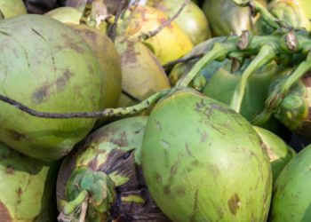 Robbing 20 coconut sentenced 10 years RI: Smuggling heap of gold goes scot – free with a fine only! l Sri Lanka Latest News