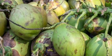 Robbing 20 coconut sentenced 10 years RI: Smuggling heap of gold goes scot – free with a fine only! l Sri Lanka Latest News