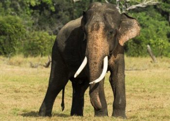 ‘Ritigala Kolitha’ Minneriya tusker shot dead: tusks removed!
