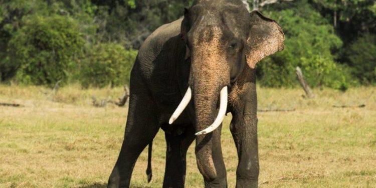 ‘Ritigala Kolitha’ Minneriya tusker shot dead: tusks removed!