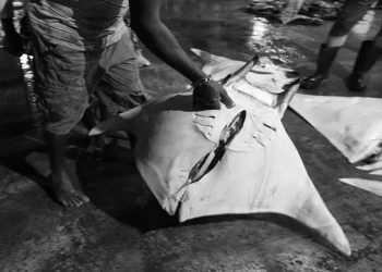 ‘It’s not like chicken farming’: why manta rays are chopped up in Sri Lanka
