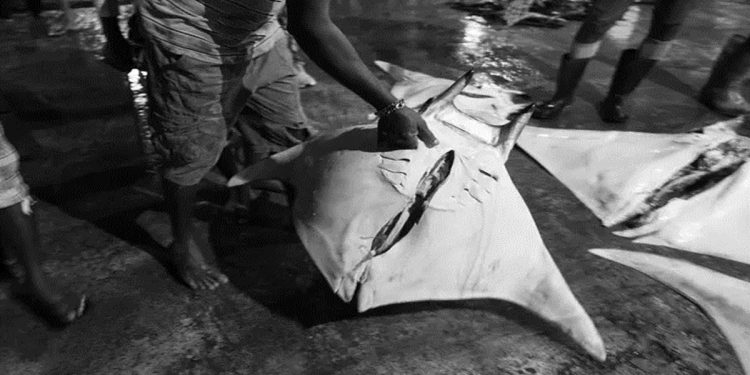 ‘It’s not like chicken farming’: why manta rays are chopped up in Sri Lanka