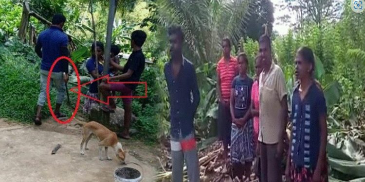 Thugs destroy Tamil plantain crops in the South I Sri Lanka Latest News