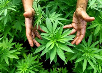 Hemp cultivation to begin as a pilot project under BOI – Minister  I Sri Lanka Latest News