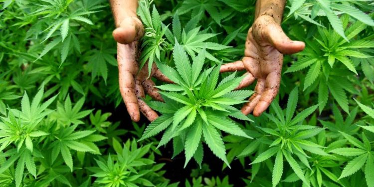 Hemp cultivation to begin as a pilot project under BOI – Minister  I Sri Lanka Latest News