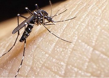 32,000 dengue infections raise concerns about a severe outbreak