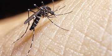 32,000 dengue infections raise concerns about a severe outbreak
