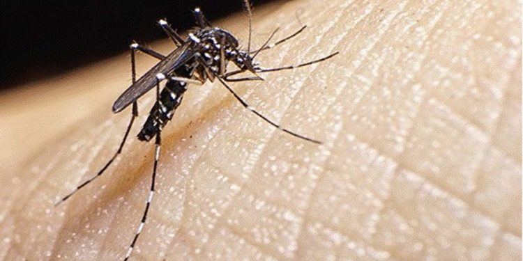 32,000 dengue infections raise concerns about a severe outbreak