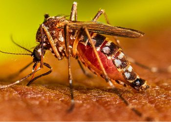 Dengu iii reappears after 12 years! Health officials advise taking precautions.
