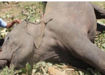 One elephant a day: Sri Lanka wildlife conflict deepens as death toll rises