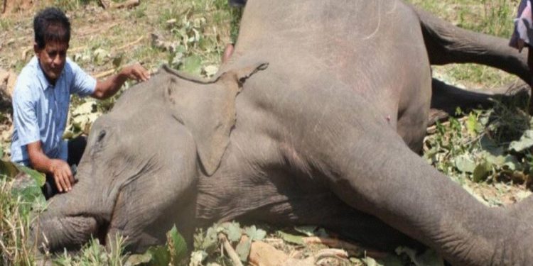 One elephant a day: Sri Lanka wildlife conflict deepens as death toll rises