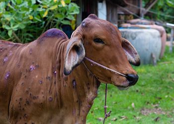 The skin nodules disease in cattle has now spread to the western province; Authorities warn against eating beef I Sri Lanka Latest News