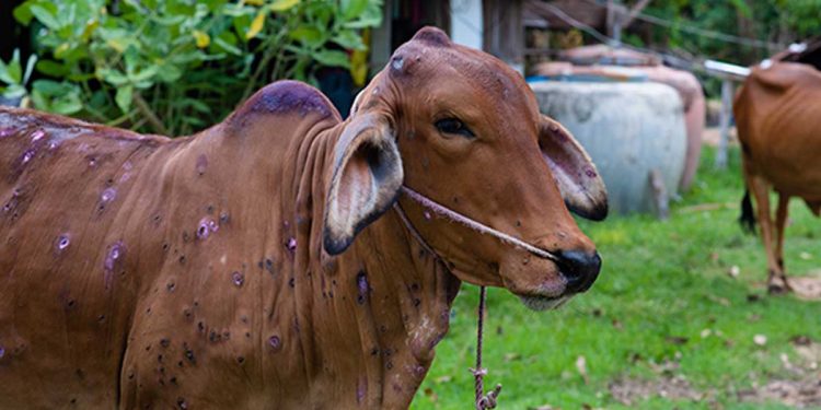 The skin nodules disease in cattle has now spread to the western province; Authorities warn against eating beef I Sri Lanka Latest News
