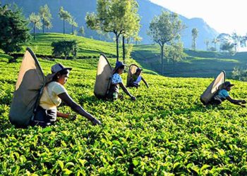 Damro revived Agalawatte Plantations in verdant start to 2023   I Sri Lanka Latest Business News
