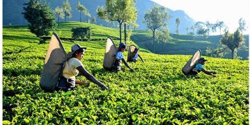 Damro revived Agalawatte Plantations in verdant start to 2023   I Sri Lanka Latest Business News