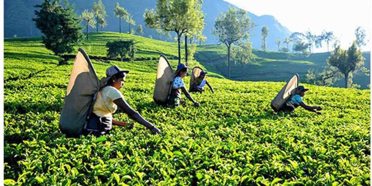 Damro revived Agalawatte Plantations in verdant start to 2023   I Sri Lanka Latest Business News