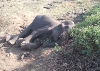 Some people have worked to clear about 10 acres of Chunnakkadu reserve I Sri Lanka Latest News