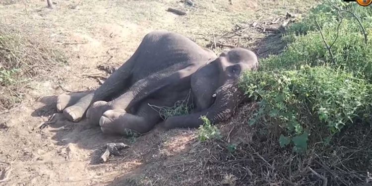 Some people have worked to clear about 10 acres of Chunnakkadu reserve I Sri Lanka Latest News