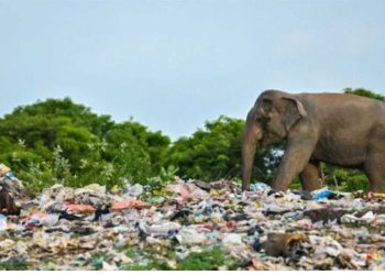 Jumbo problem: Sri Lanka’s battle with plastic pollution I Sri Lanka Latest News