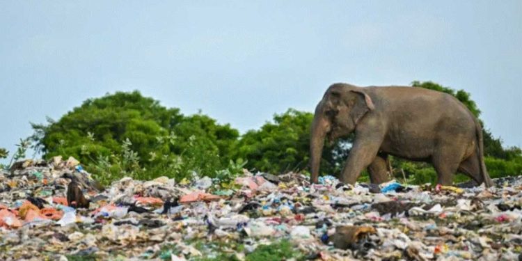 Jumbo problem: Sri Lanka’s battle with plastic pollution I Sri Lanka Latest News