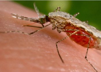 Malaria alert issued in Sri Lanka  I SriLanka Latest News