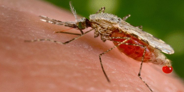 Malaria alert issued in Sri Lanka  I SriLanka Latest News