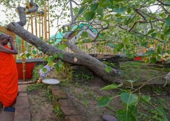 Phony claims swirl around Sri Lanka’s holiest tree  I Sri Lanka Latest News
