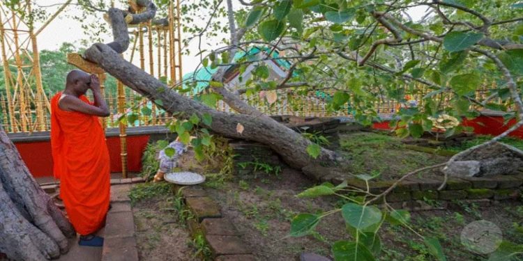 Phony claims swirl around Sri Lanka’s holiest tree  I Sri Lanka Latest News