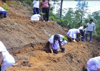 Bogawantalawa Tea Estates PLC celebrates World Environment Day 2023  I Sri Lanka Latest Business News