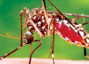The dengue epidemic is getting worse! 26 deaths in 6 months! 45,269 patients!  I Sri Lanka Latest News