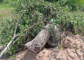 Somavathiya wildlife officials,discovered body of a wild elephant killed and buried in Polonnaruwa Kandakadu army farm land I Sri Lanka Latest News