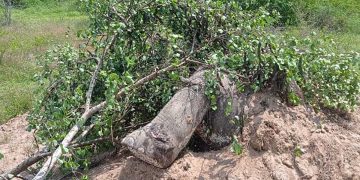 Somavathiya wildlife officials,discovered body of a wild elephant killed and buried in Polonnaruwa Kandakadu army farm land I Sri Lanka Latest News