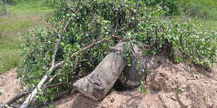 Somavathiya wildlife officials,discovered body of a wild elephant killed and buried in Polonnaruwa Kandakadu army farm land I Sri Lanka Latest News