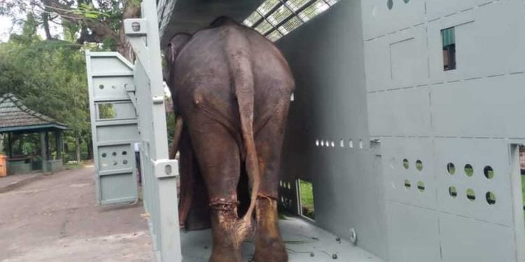 A neglected tusker returns to his native Thailand I Sri Lankan Latest News